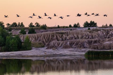 Es ist wieder Kranichzeit - und Zeit für Exkursionen zu den Rast- und Schlafplätzen der Zugvögel. (Archivbild) Foto: Patrick Ple