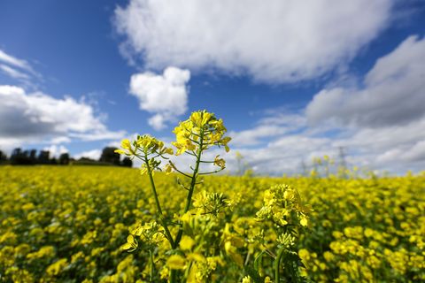 Im Südwesten wird es zum Wochenende noch einmal richtig sommerlich. (Symbolbild) Foto: Thomas Warnack/dpa