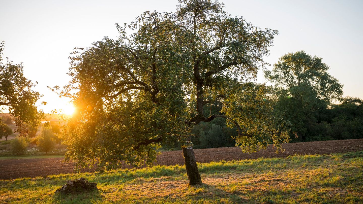 Den Freistaat erwarten zum Wochenende für Mitte September ungewöhnlich hohe Temperaturen. (Symbolbild) Foto: Daniel Vogl/dpa