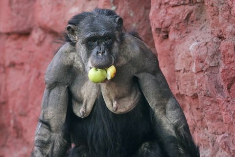 Eine Schimpansendame trägt mehrere Äpfel in Maul und Händen