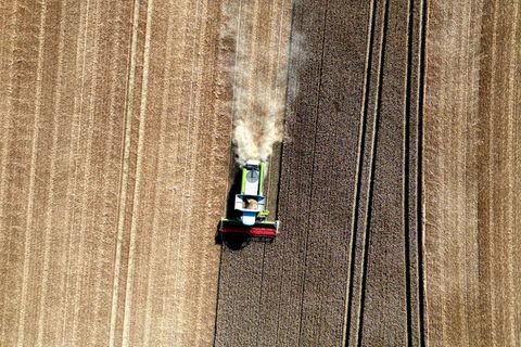 Hessens Landwirte konnten 2025 durchschnittlich 71,3 Dezitonnen Getreide je Hektar Anbaufläche dreschen (Archivbild). Foto: Fede