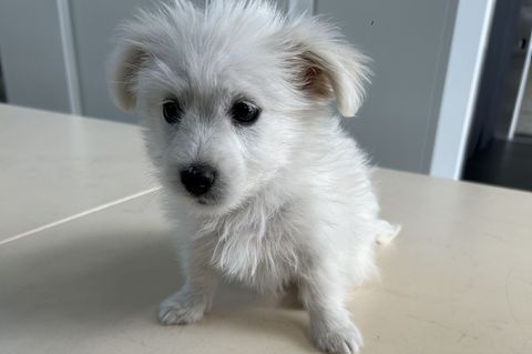 Der kleine Hund wird seine nächste Zeit im Tierheim verbringen müssen. Foto: -/Hauptzollamt Augsburg/dpa