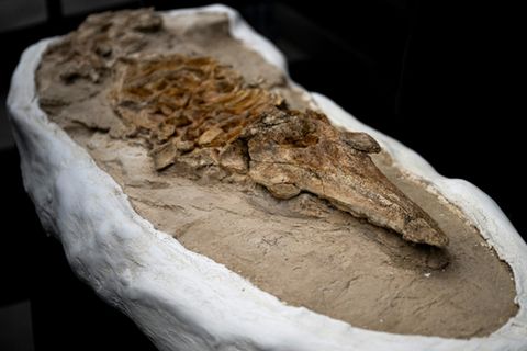 Un squelette pétrifié complet de Lomacetus, un ancêtre des marsouins modernes datant de plus de 10 millions d'années, est dévoil