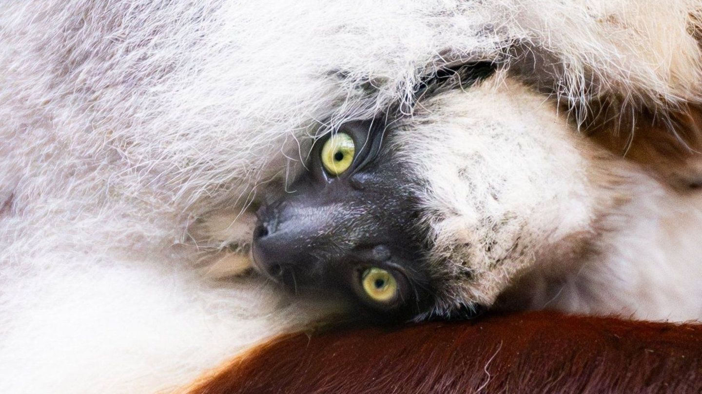 Köln, Nordrhein-Westfalen. Noch etwas schüchtern guckt das junge Coquerel-Sifaka aus dem Fell seiner Mutter Euphemia hervor. Für den Kölner Zoo war die Geburt des seltenen Lemurs vor gut einem Monat eine Sensation. Es ist das erste Mal, dass auf dem europäischen Festland ein Coquerel-Sifaka zur Welt gekommen ist