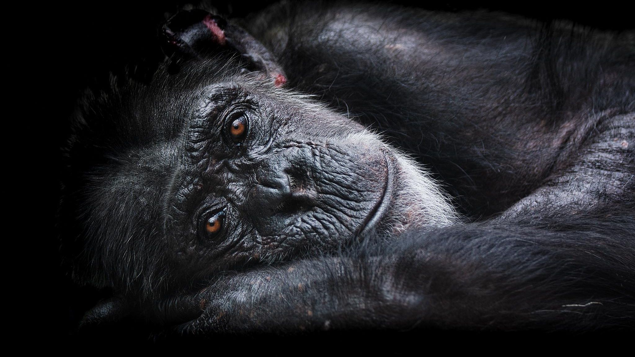 Nahaufnahme eines Schimpansen – wissen Tiere, dass sie sterben müssen?