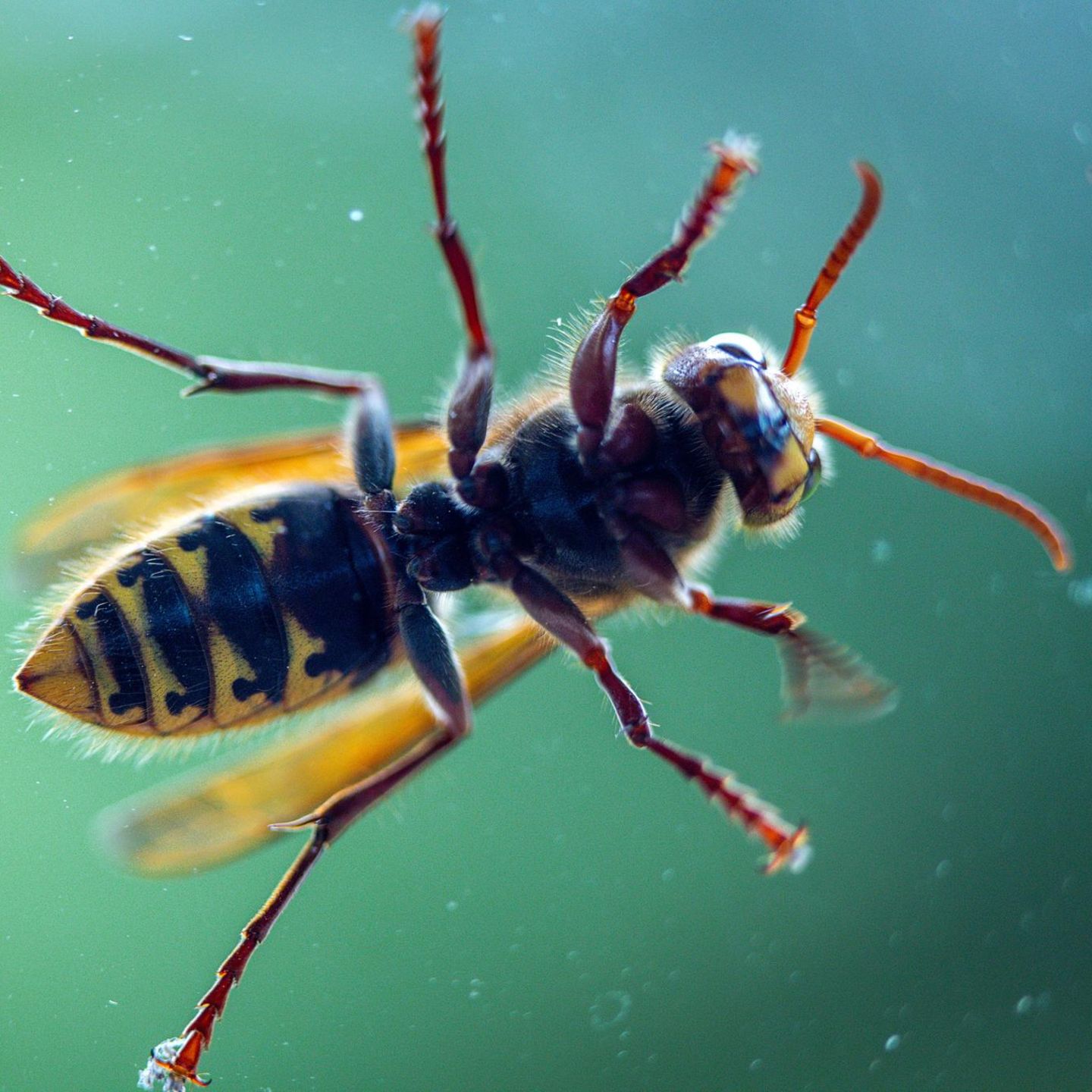 Hornissenattacken