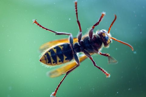 Hornissenattacken