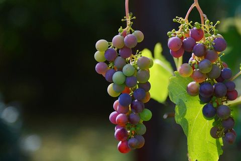 Im Herbst steht die Weinlese an.