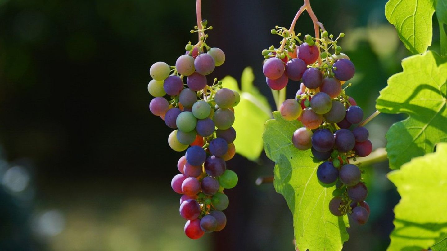 Im Herbst steht die Weinlese an.