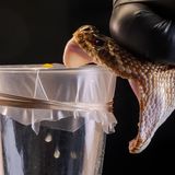 Der Kopf einer Klapperschlange wird zur Giftgewinnung auf ein mit Gummi überzogenes Glas gedrückt