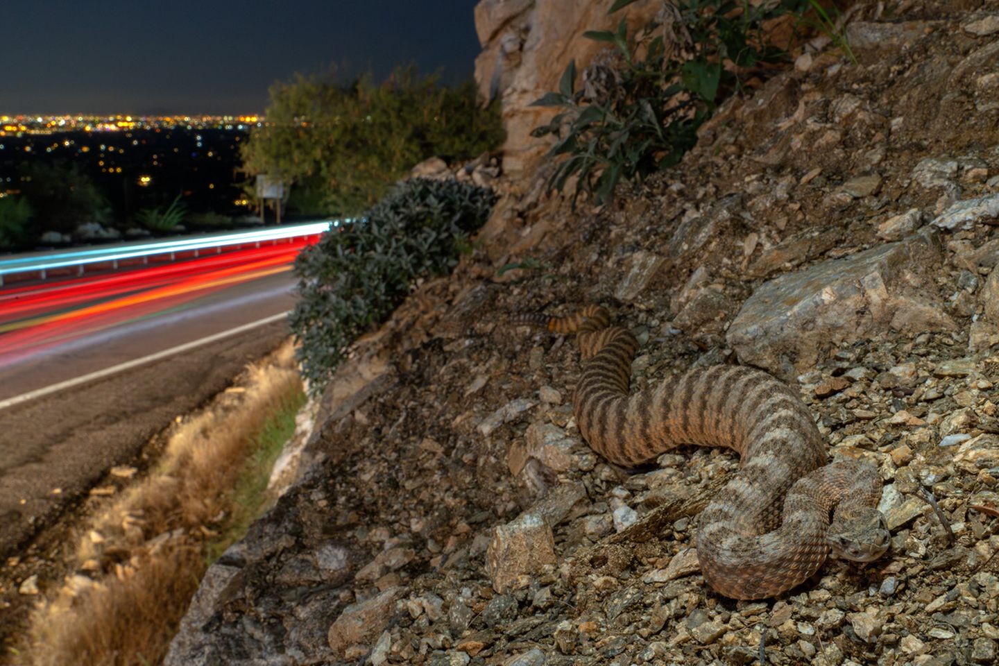 Eine Klapperschlange auf braunem Untergrund am Rand einer Autobahn