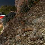 Eine Klapperschlange auf braunem Untergrund am Rand einer Autobahn