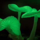 Pilze leuchten grün im Dunkeln