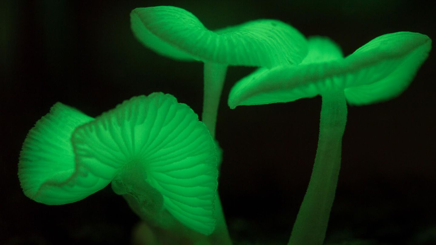 Pilze leuchten grün im Dunkeln