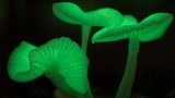 Pilze leuchten grün im Dunkeln