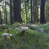 Pilze stehen vor Bäumen