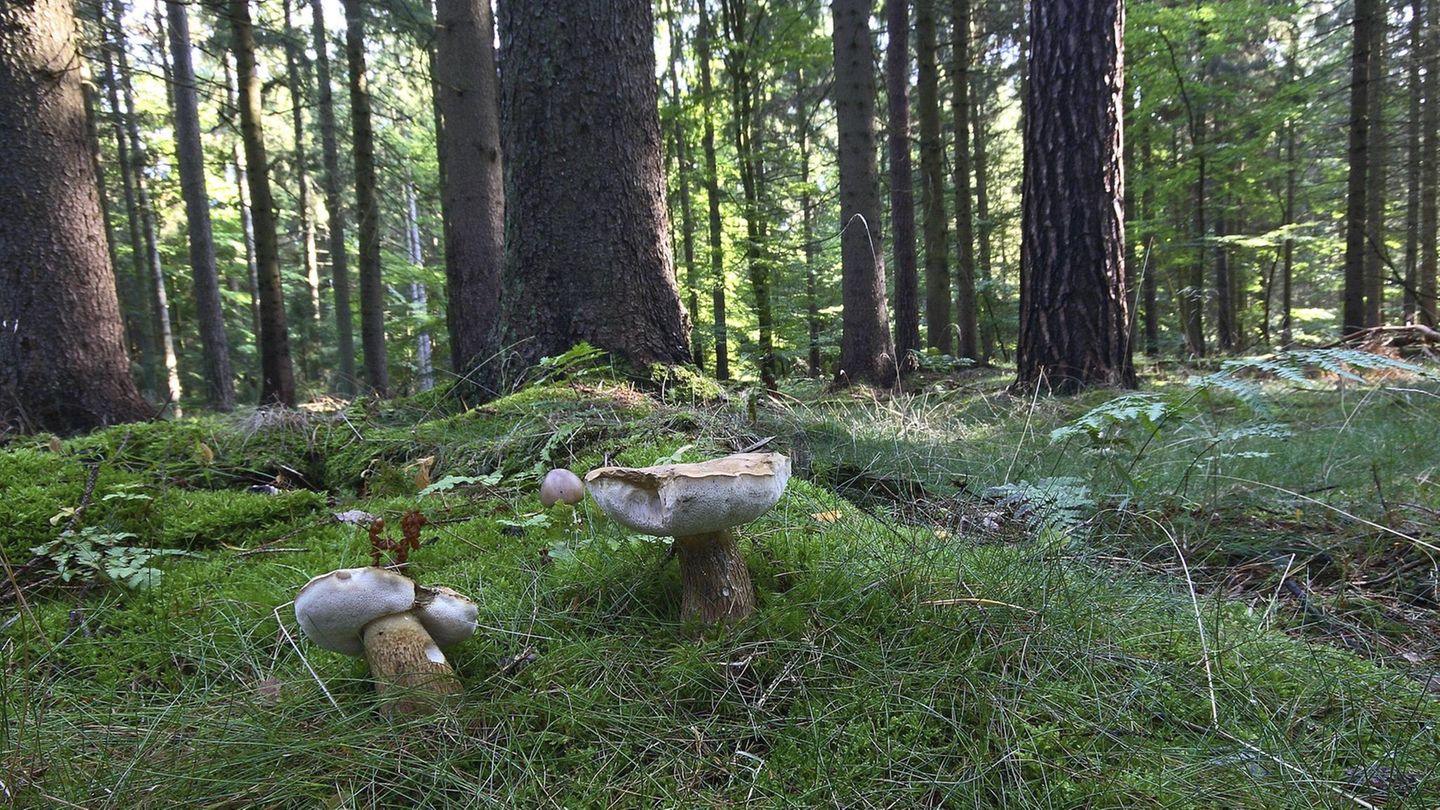 Pilze stehen vor Bäumen