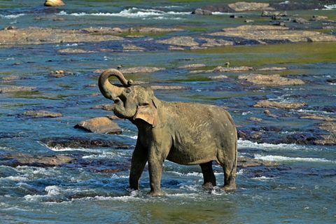 Ein Elefant in Sri Lanka