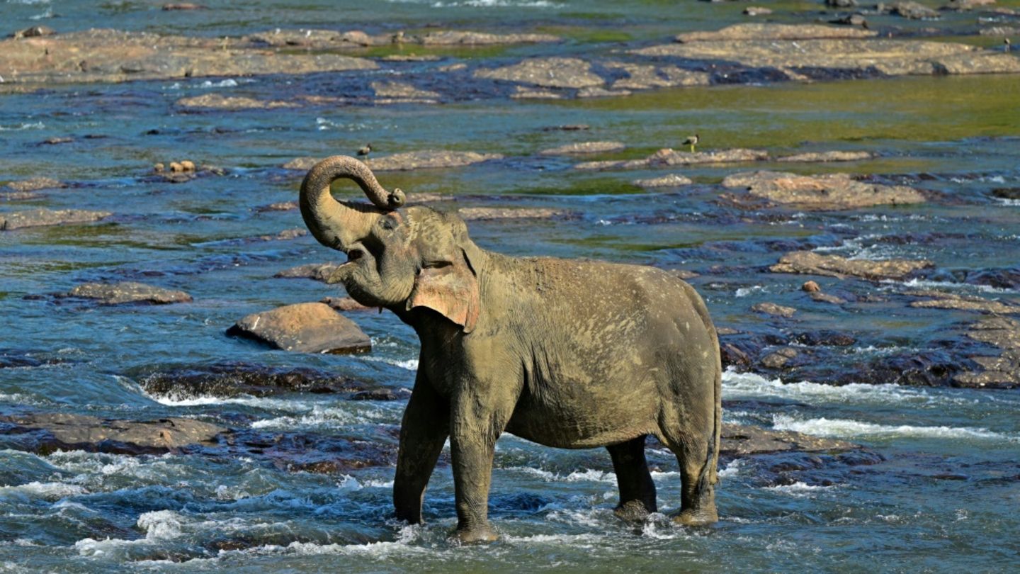 Ein Elefant in Sri Lanka