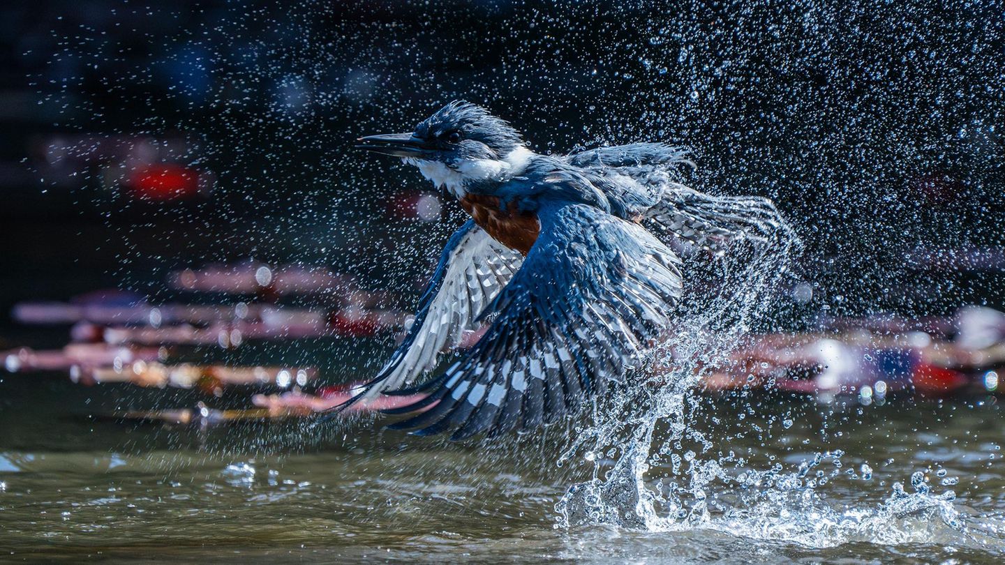 Ein blau-grauer Eisvogel steigt aus dem Wasser auf und schüttelt dabei Wasser aus seinem Federkleid