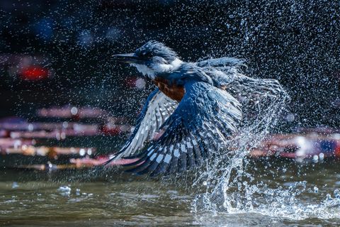 Ein blau-grauer Eisvogel steigt aus dem Wasser auf und schüttelt dabei Wasser aus seinem Federkleid