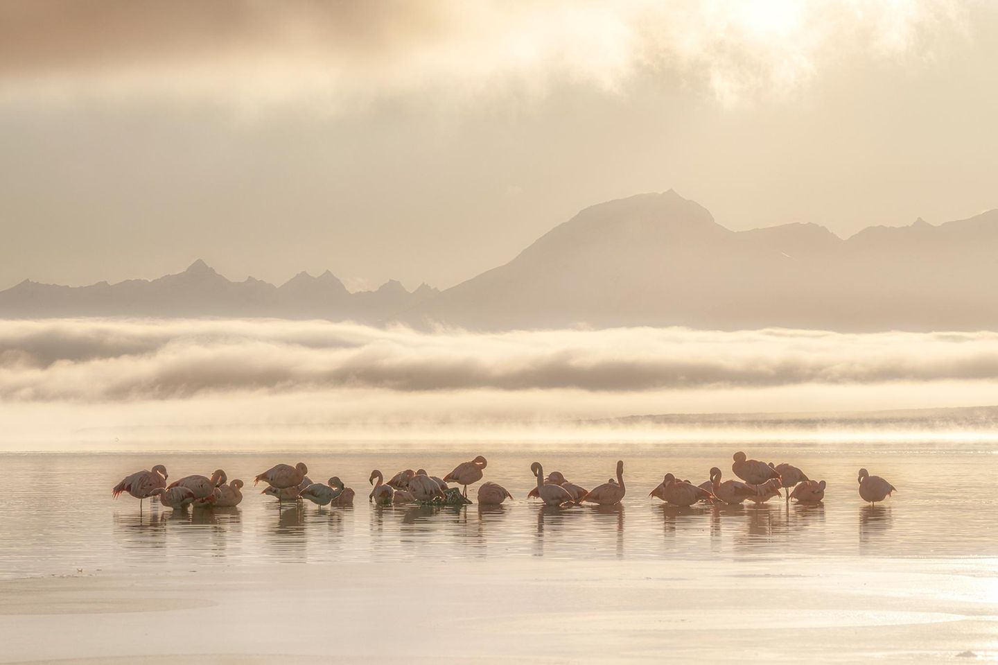 Ruhende Flamingos stehen im seichten Wasser