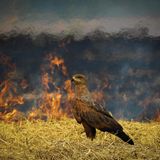 Ein Bussard steht im Stroh vor Feuer im Hintergrund