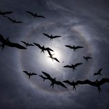 Silhouetten von Vögeln heben sich gegen den Himmel ab