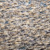 Tausende weiße Schneegänse fliegen in einem Schwarm