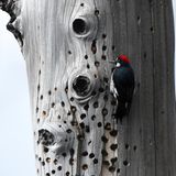 Ein Specht mit roter Haube versteckt Eicheln in einem Baum