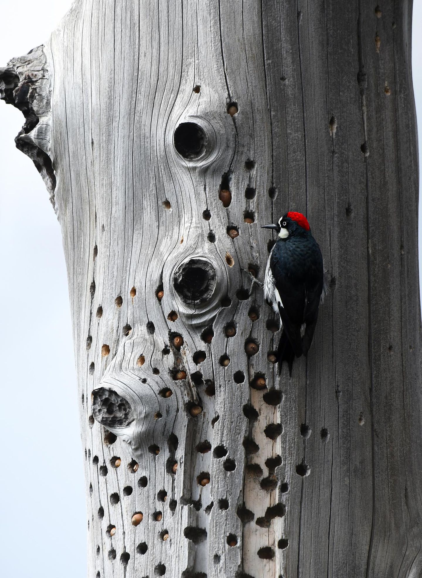 Ein Specht mit roter Haube versteckt Eicheln in einem Baum