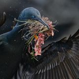 Ein schwarzer Vogel mit aufgespannten Flügeln trägt Pflanzen im Schnabel