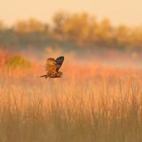 Eine Eule mit gelben Augen fliegt über einen Sumpf