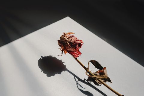 Trennungsschmerz: Eine vertrocknete Rose