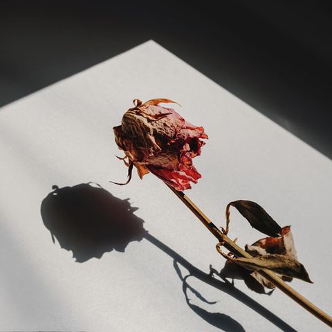 Trennungsschmerz: Eine vertrocknete Rose
