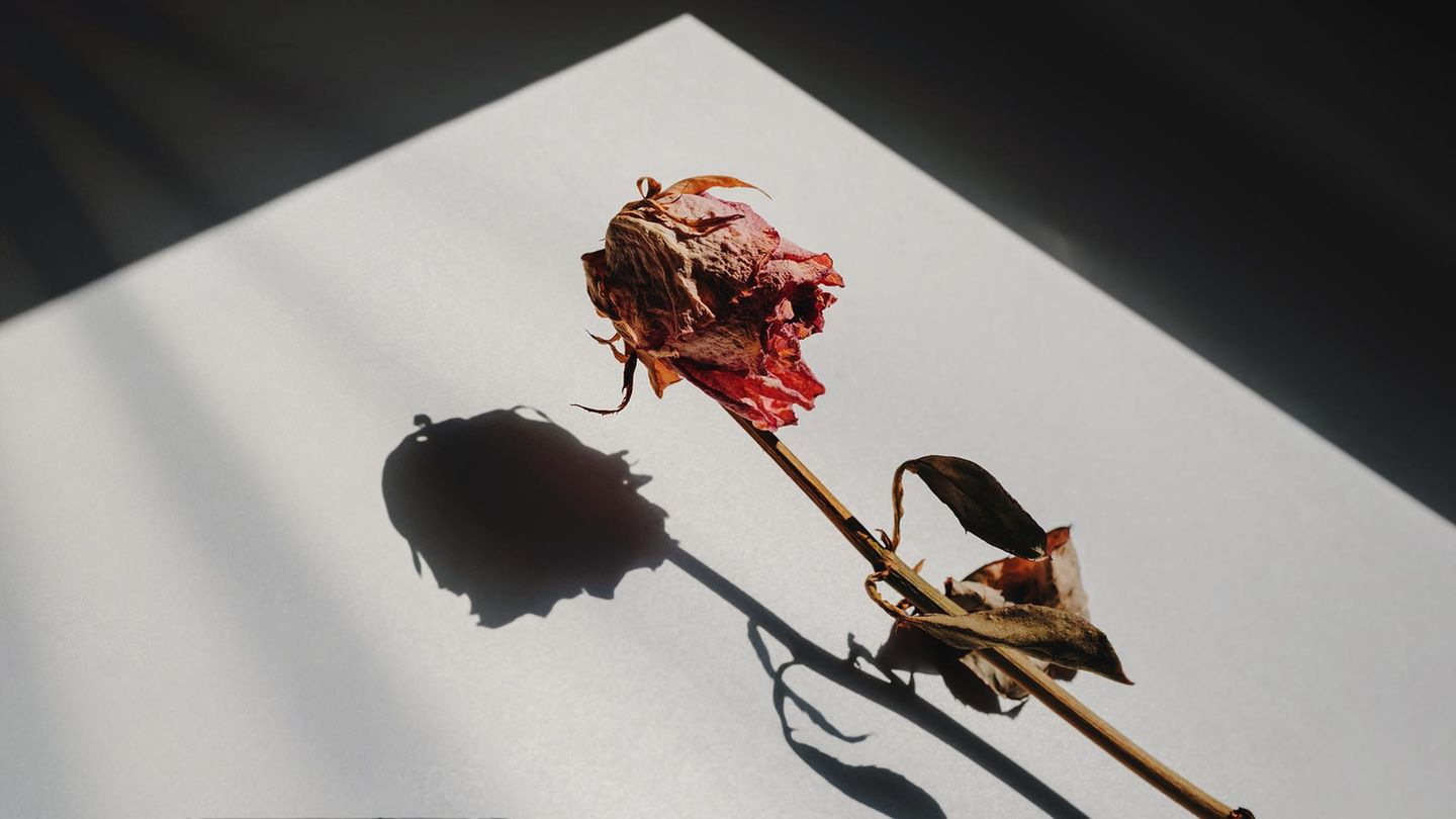 Trennungsschmerz: Eine vertrocknete Rose Trennungsschmerz: Eine vertrocknete Rose