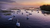 Bad Buchau, Deutschland. Bei diesem Anblick gibt es nur einen Ohrwurm: Pjotr Tschaikowskys "Schwanensee". Fragt sich nur, ob Sie jetzt an den verspielten Tanz der kleinen Schwänchen, Odiles mysteriösen Balztanz oder den tragischen Tod von Odette denken