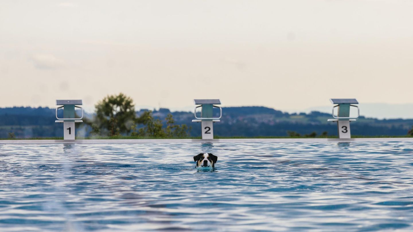 Freudenstadt, Deutschland. Die Freibadsaison ist zu Ende, zumindest für Menschen. Im Panorama-Freibad in Baden-Württemberg dürfen deshalb jetzt zeitweilig Hunde von den Startblöcken und vom Beckenrand springen. Was es nicht alles gibt ...