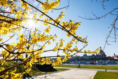 Blühender Forsythienstrauch