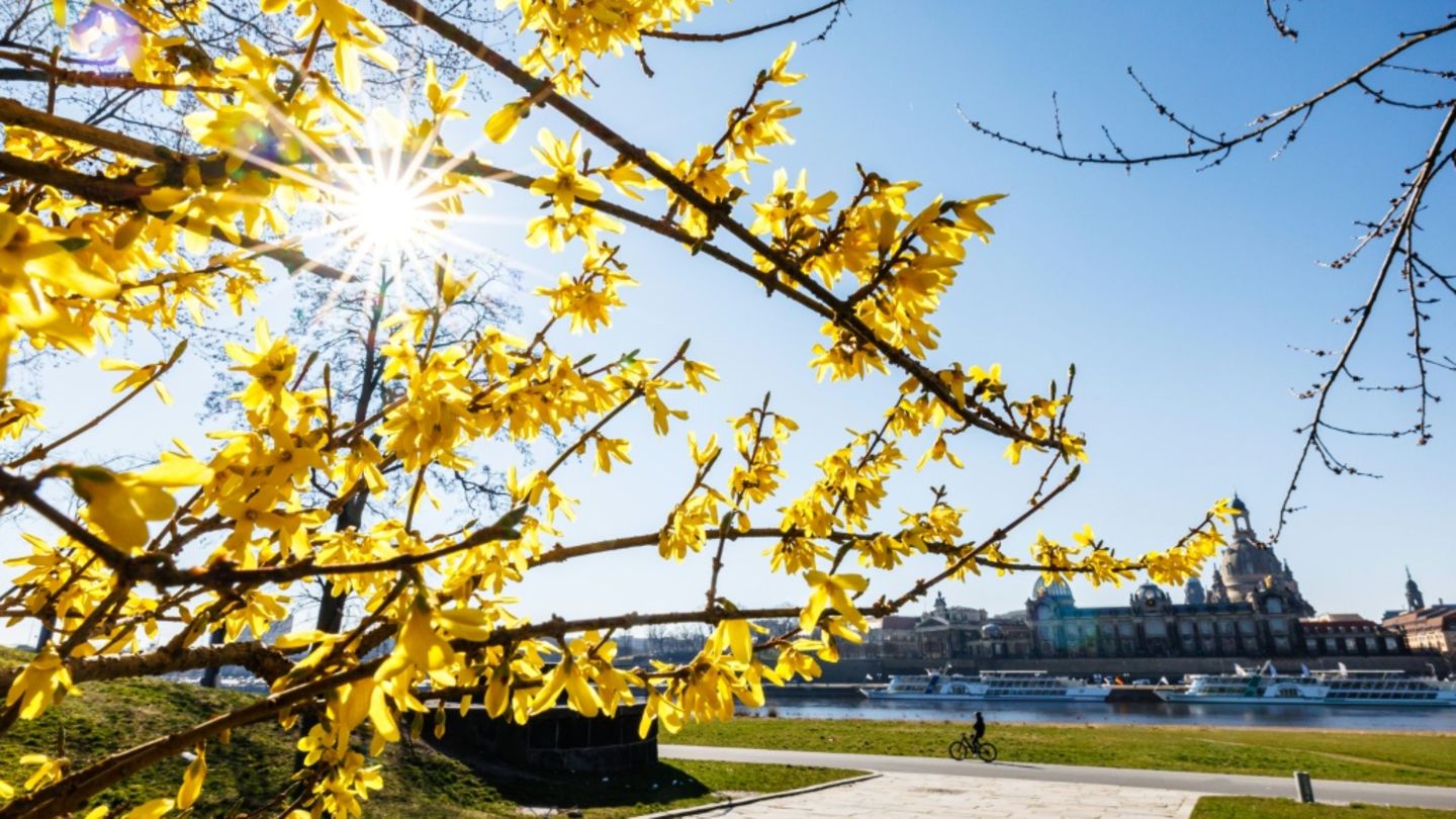 Blühender Forsythienstrauch