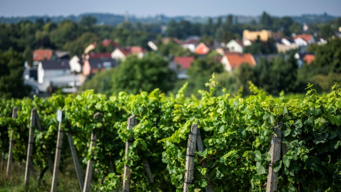 Weinreben in Werder an der Havel