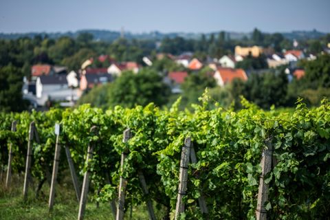 Weinreben in Werder an der Havel