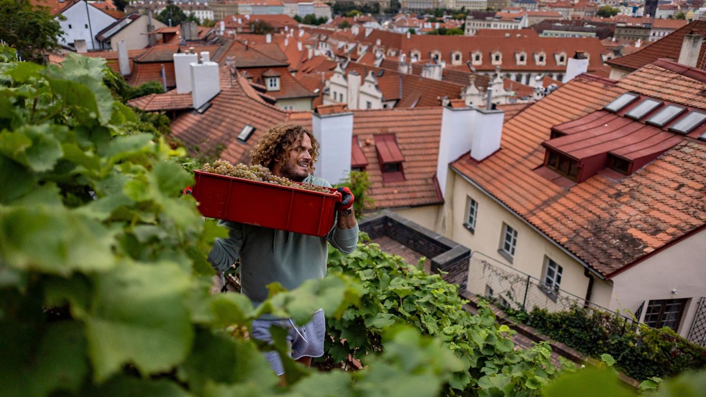 Prag, Tschechien. Am Hang der Prager Burg liegt ein europaweit wohl einmaliger Weinberg – im Botanischen Garten. Mitten in der Stadt gedeihen hier Trauben, die zu erlesenen Weinen weiterverarbeitet werden. Nun haben die Gärtner insgesamt 350 Kilogramm Trauben geerntet – das ergibt etwa 300 Liter Wein