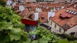 Prag, Tschechien. Am Hang der Prager Burg liegt ein europaweit wohl einmaliger Weinberg – im Botanischen Garten. Mitten in der Stadt gedeihen hier Trauben, die zu erlesenen Weinen weiterverarbeitet werden. Nun haben die Gärtner insgesamt 350 Kilogramm Trauben geerntet – das ergibt etwa 300 Liter Wein