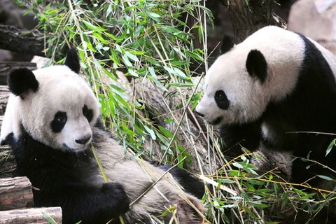 Huan Huan und Yuan Zi