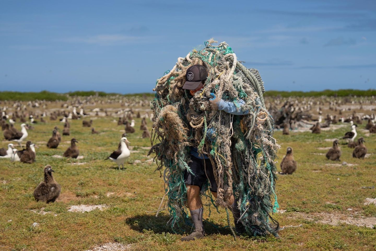 Meeresfotografie: Eine Person trägt ein Geisternetz durch eine Albatros-Kolonie