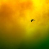 Meeresfotografie: Eine Schildkröte schwimmt durch Meeresleuchten Aurora