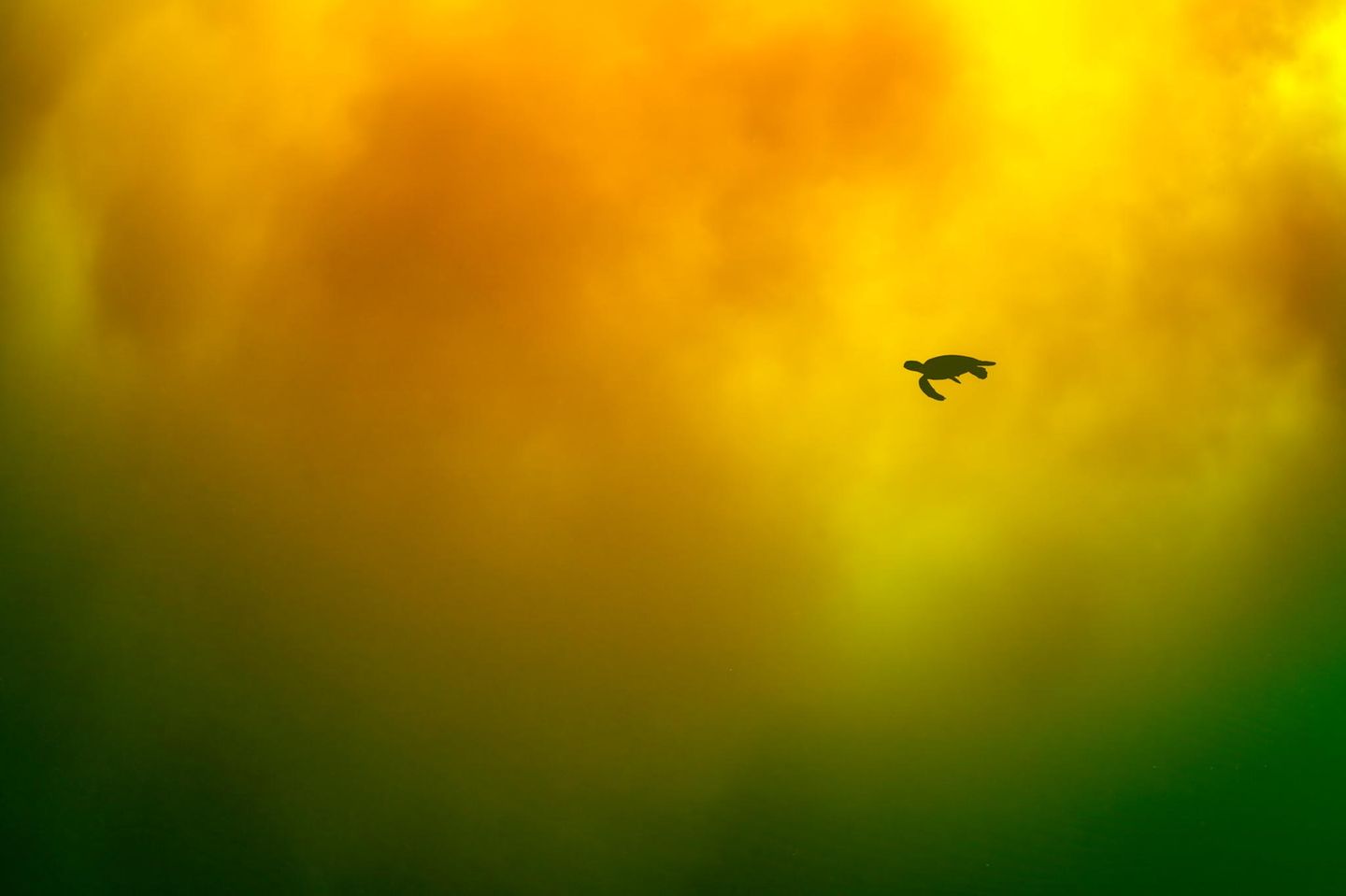 Meeresfotografie: Eine Schildkröte schwimmt durch Meeresleuchten Aurora