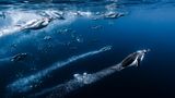 Meeresfotografie: Eselspinguine tauchen ins Wasser ein