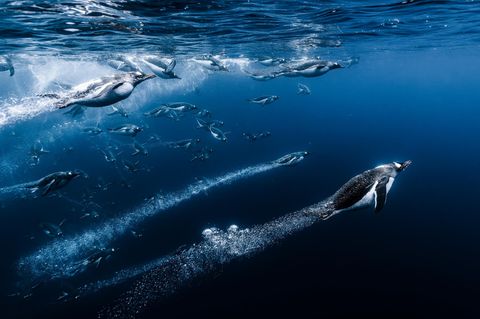 Meeresfotografie: Eselspinguine tauchen ins Wasser ein
